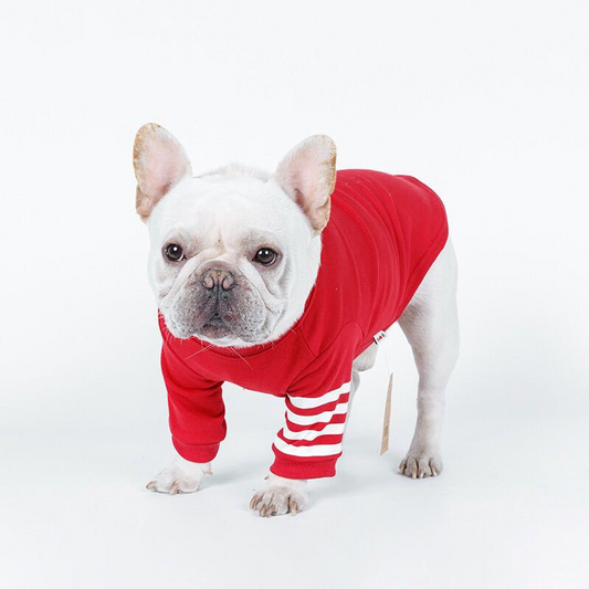 Chien portant le sweat Frenchy, stylé et prêt pour la promenade