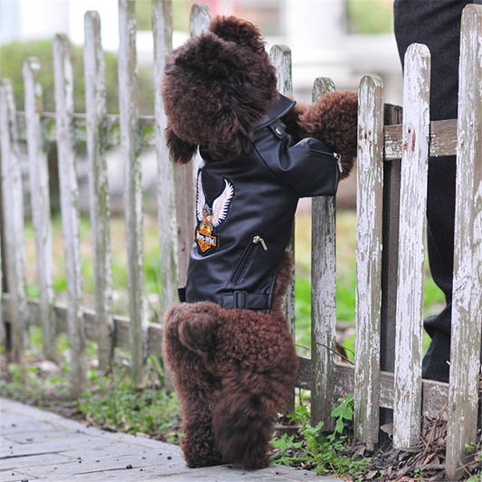 Chien avec veste motard noire, look rock et original
